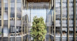 Architectural render of exterior building, showing cut out rectangle in skyscraper housing a full-size tree and green space for offices to look into by Kirk Studio architects, for the GPO (General Post office) feasibility study.