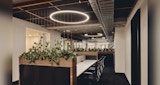 Open office space with collective desk seating. Planter boxes with climbing vines create natural definition on both ends of desk rows. Circular downlight pendants.